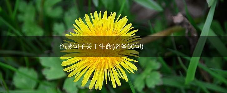 伤感句子关于生命(必备60句),第1张