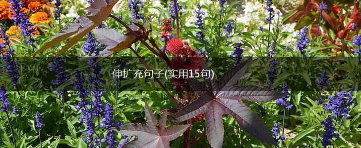 伸扩充句子(实用15句),第1张