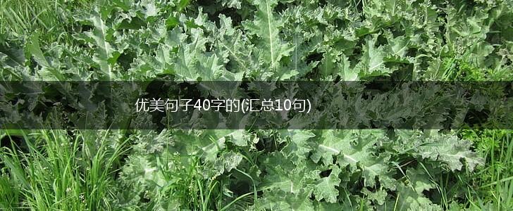 优美句子40字的(汇总10句),第1张