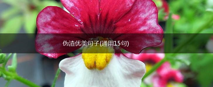伪渣优美句子(通用15句),第1张