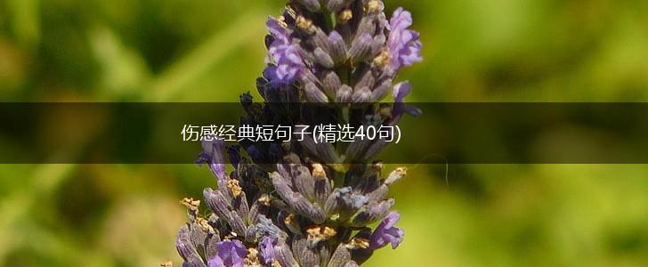 伤感经典短句子(精选40句),第1张