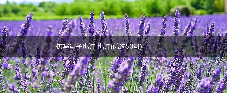仿写句子也许 也许(优选50句),第1张