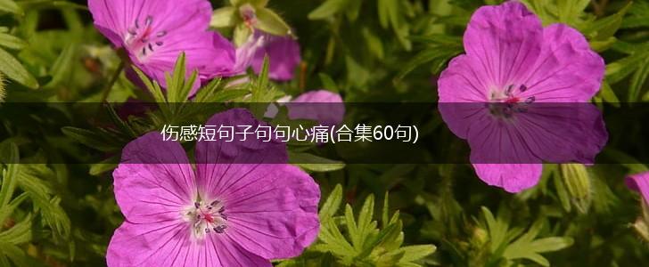 伤感短句子句句心痛(合集60句),第1张
