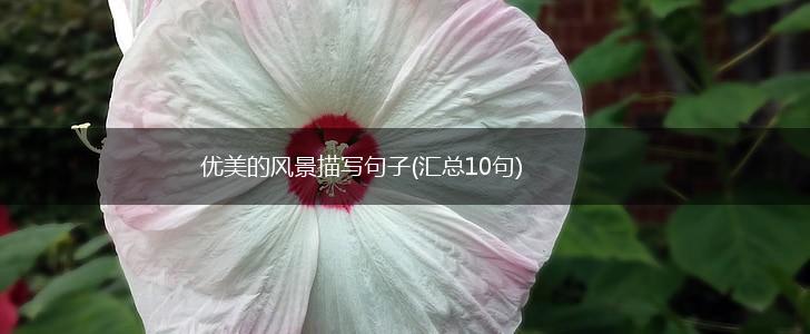 优美的风景描写句子(汇总10句),第1张