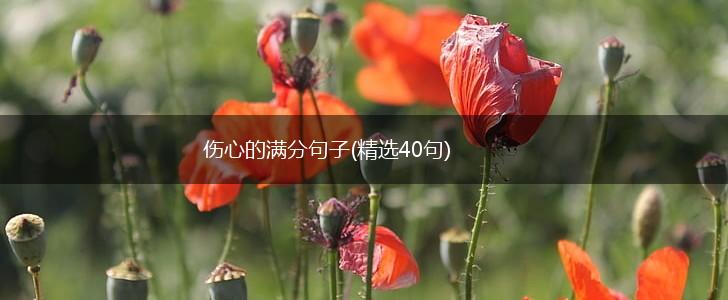 伤心的满分句子(精选40句),第1张