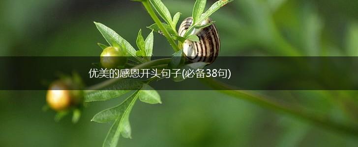 优美的感恩开头句子(必备38句),第1张