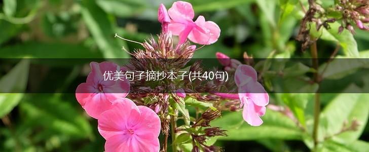 优美句子摘抄本子(共40句),第1张