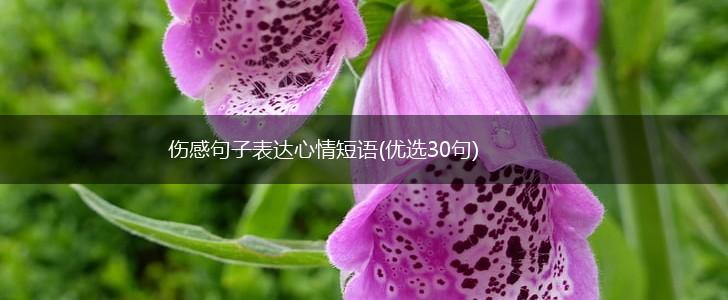伤感句子表达心情短语(优选30句),第1张