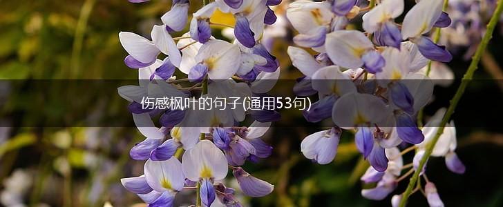 伤感枫叶的句子(通用53句),第1张