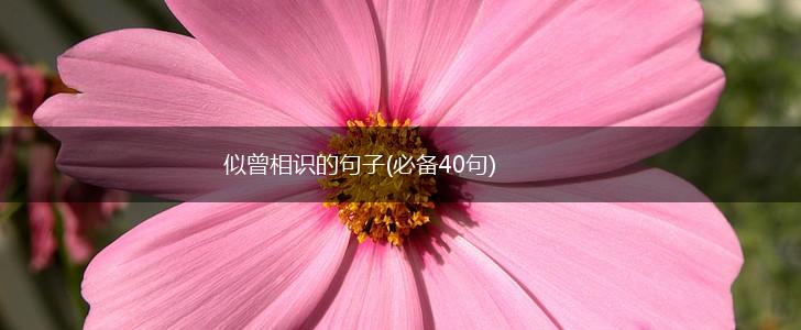 似曾相识的句子(必备40句),第1张