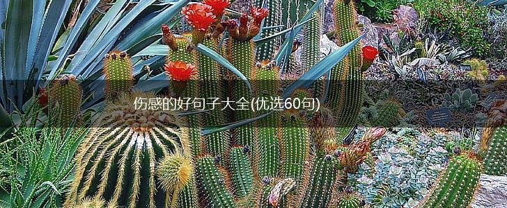 伤感的好句子大全(优选60句),第1张