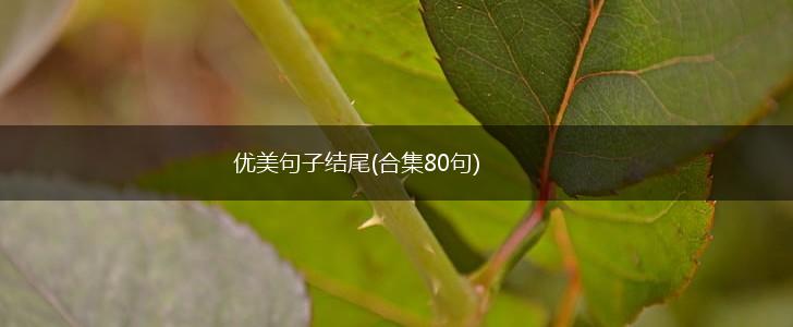 优美句子结尾(合集80句),第1张