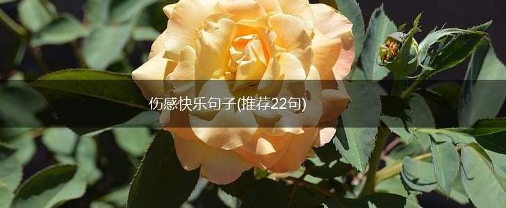 伤感快乐句子(推荐22句),第1张
