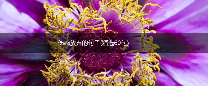 伤感放弃的句子(精选60句),第1张