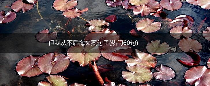 但我从不后悔文案句子(热门60句),第1张