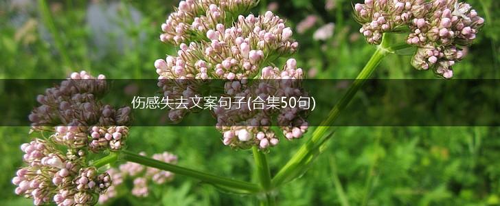 伤感失去文案句子(合集50句),第1张