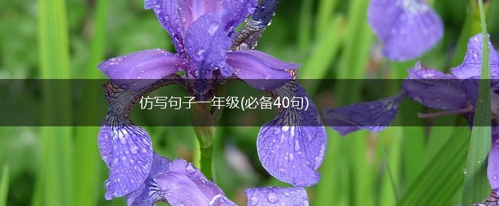 仿写句子一年级(必备40句),第1张