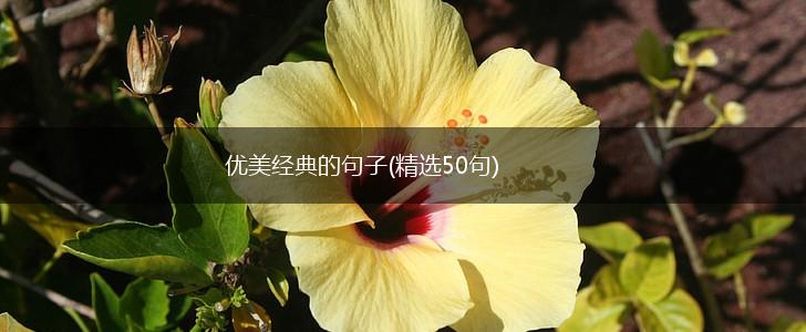 优美经典的句子(精选50句),第1张