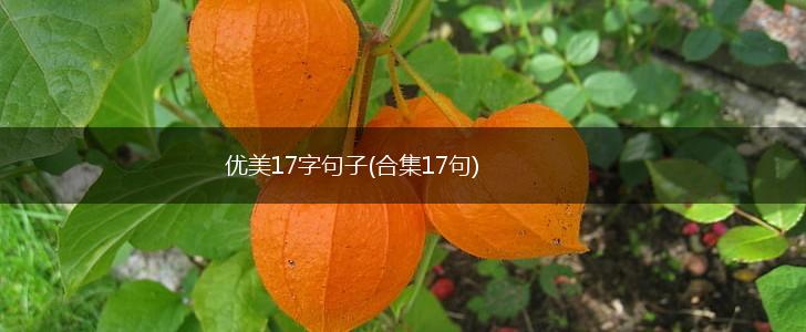 优美17字句子(合集17句),第1张