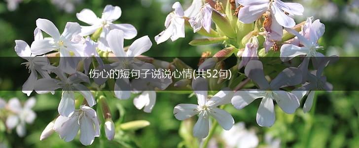 伤心的短句子说说心情(共52句),第1张