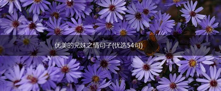 优美的兄妹之情句子(优选54句),第1张