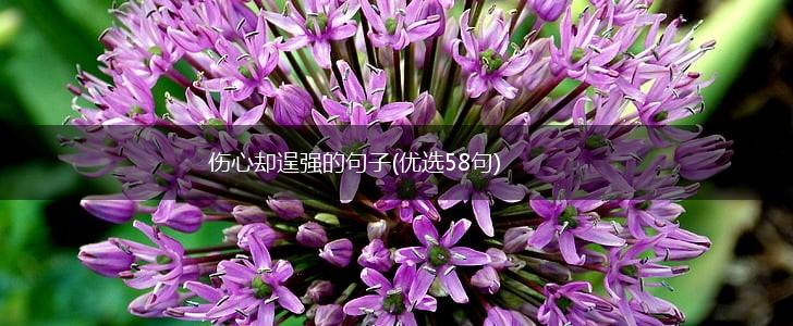 伤心却逞强的句子(优选58句),第1张
