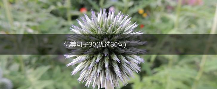 优美句子30(优选30句),第1张