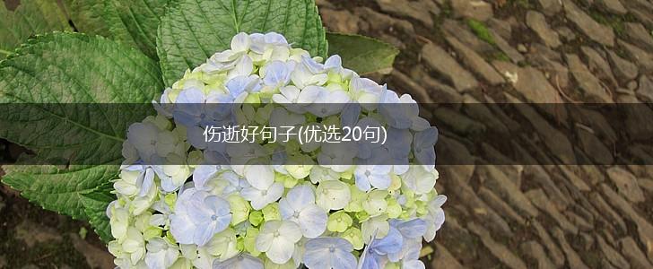 伤逝好句子(优选20句),第1张