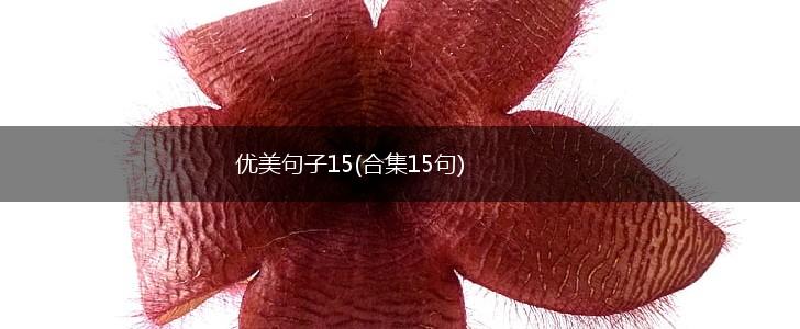 优美句子15(合集15句),第1张
