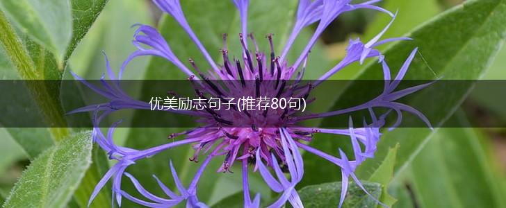 优美励志句子(推荐80句),第1张