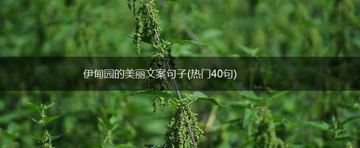 伊甸园的美丽文案句子(热门40句),第1张