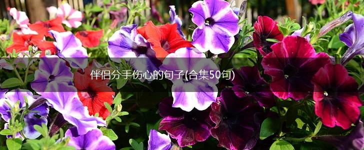伴侣分手伤心的句子(合集50句),第1张