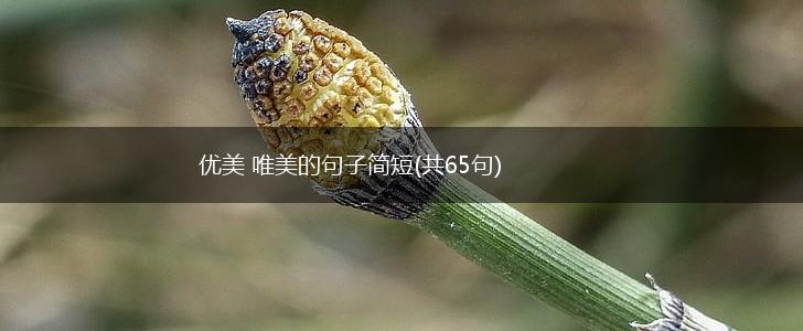 优美 唯美的句子简短(共65句),第1张