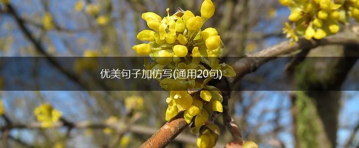 优美句子加仿写(通用20句),第1张