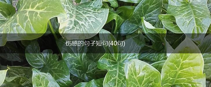 伤感的句子短句(40句),第1张