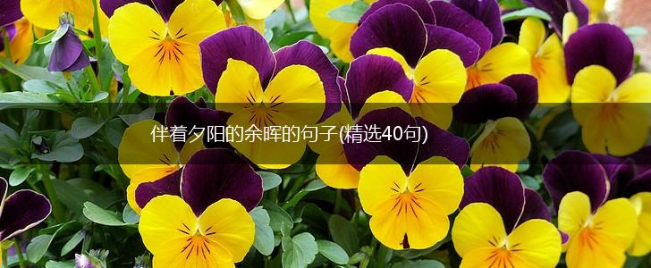 伴着夕阳的余晖的句子(精选40句),第1张