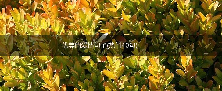 优美的爱情句子(热门40句),第1张