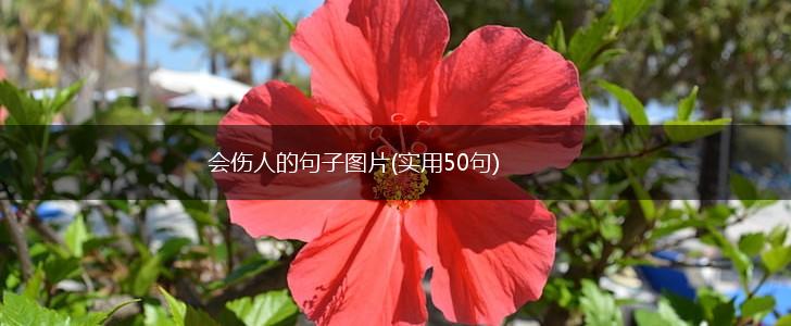 会伤人的句子图片(实用50句),第1张