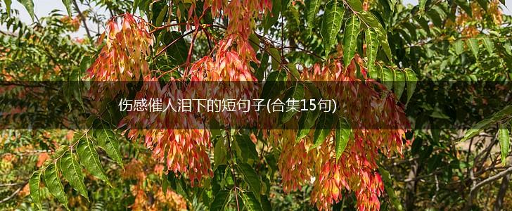 伤感催人泪下的短句子(合集15句),第1张