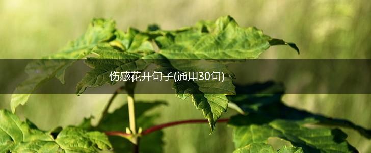 伤感花开句子(通用30句),第1张