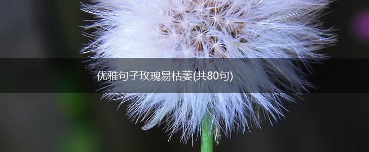 优雅句子玫瑰易枯萎(共80句),第1张
