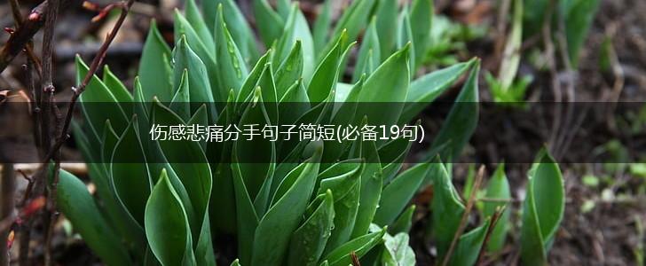 伤感悲痛分手句子简短(必备19句),第1张
