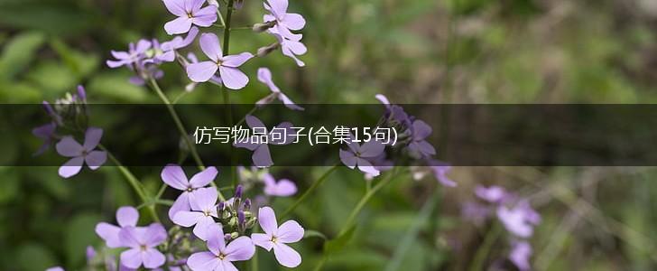 仿写物品句子(合集15句),第1张