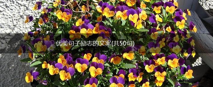 优美句子励志的文案(共50句),第1张