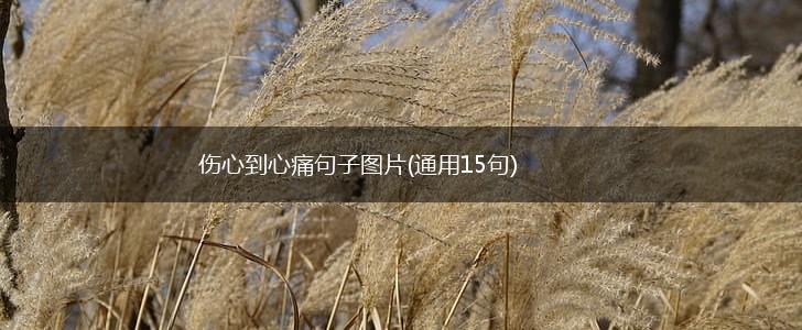 伤心到心痛句子图片(通用15句),第1张