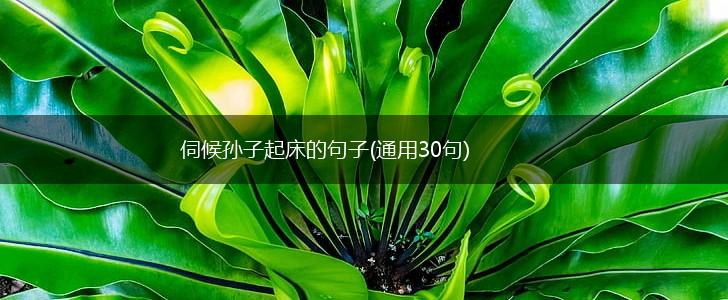 伺候孙子起床的句子(通用30句),第1张