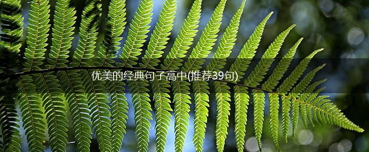 优美的经典句子高中(推荐39句),第1张