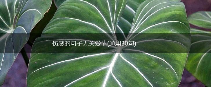 伤感的句子无关爱情(通用30句),第1张