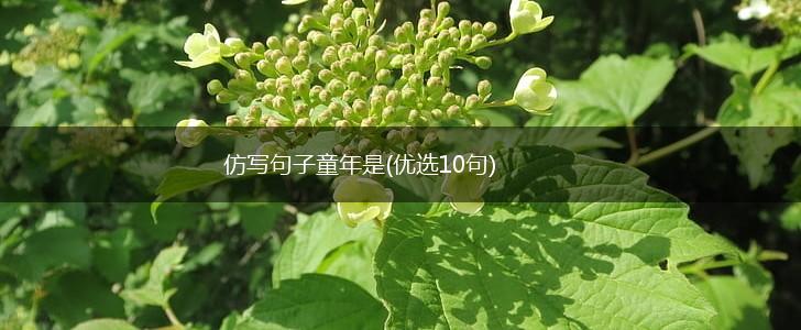 仿写句子童年是(优选10句),第1张