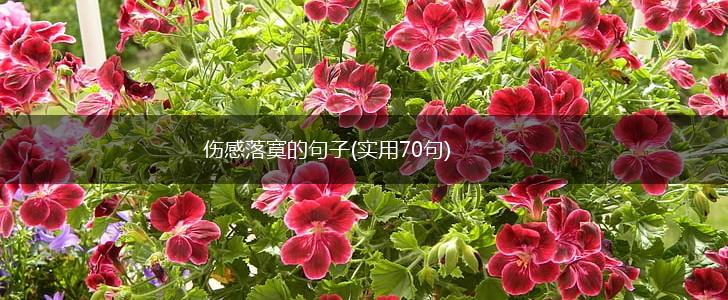 伤感落寞的句子(实用70句),第1张